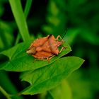 Carpocoris fuscispinus