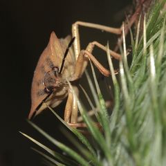 CARPOCORIS FUSCISPINUS (4)