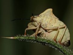 CARPOCORIS FUSCISPINUS (5)