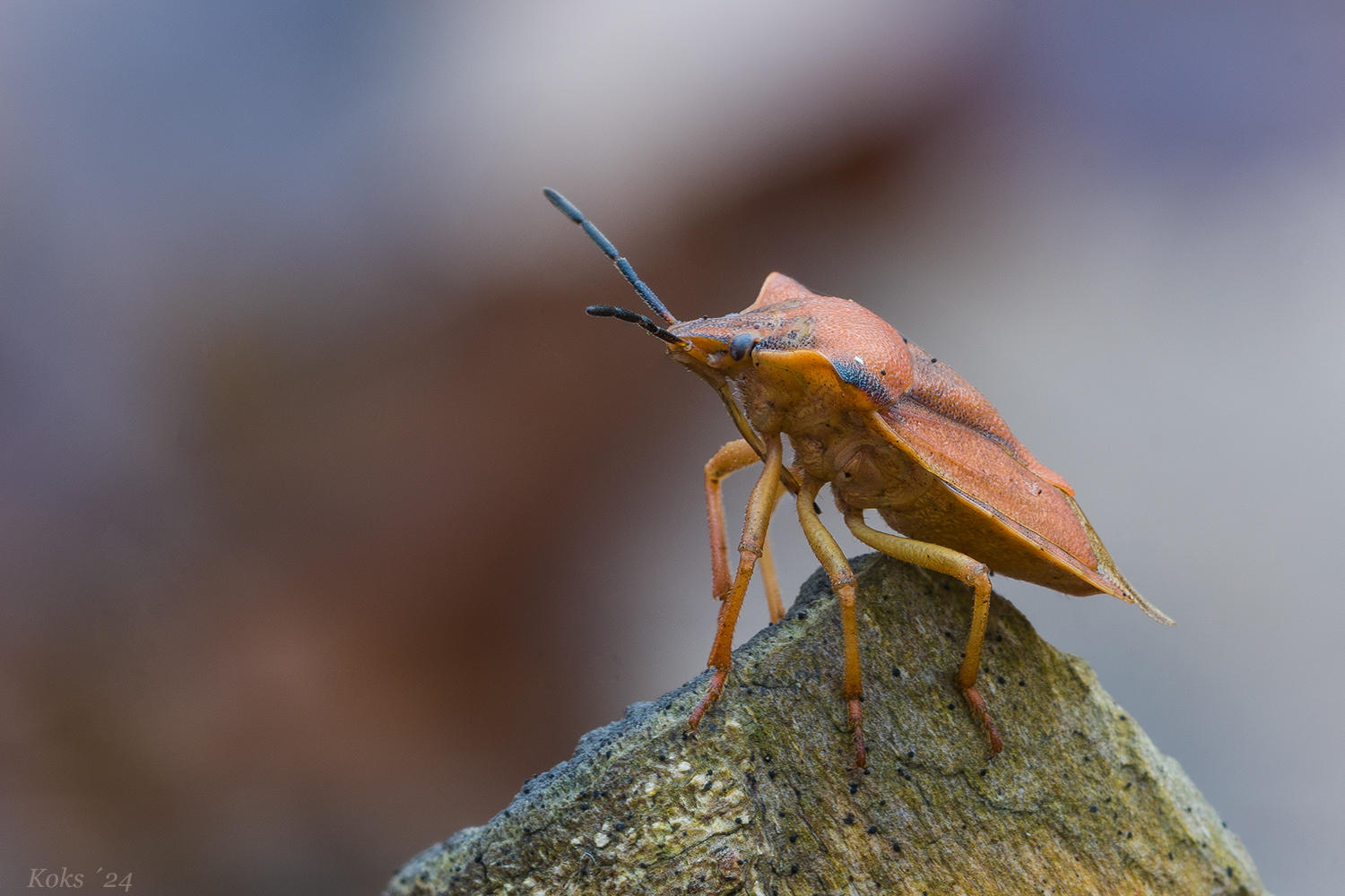 Carpocoris fuscispinus