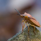 Carpocoris fuscispinus