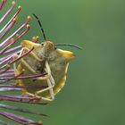 Carpocoris fuscispinus