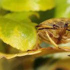 Carpocoris fuscispinus · Baumwanze