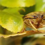 Carpocoris fuscispinus · Baumwanze