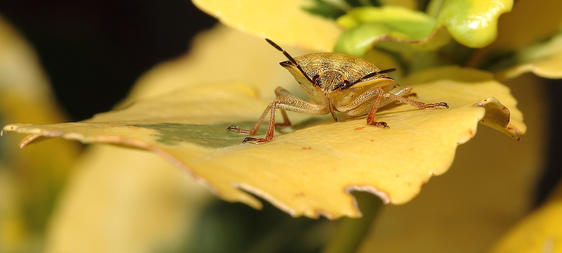 Carpocoris fuscispinus- Baumwanze