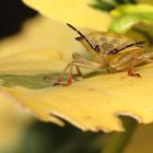 Carpocoris fuscispinus- Baumwanze