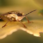 Carpocoris fuscispinus- Baumwanze