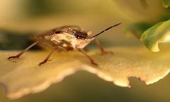 Carpocoris fuscispinus- Baumwanze