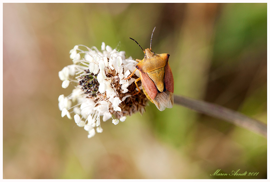 Carpocoris fuscispinus