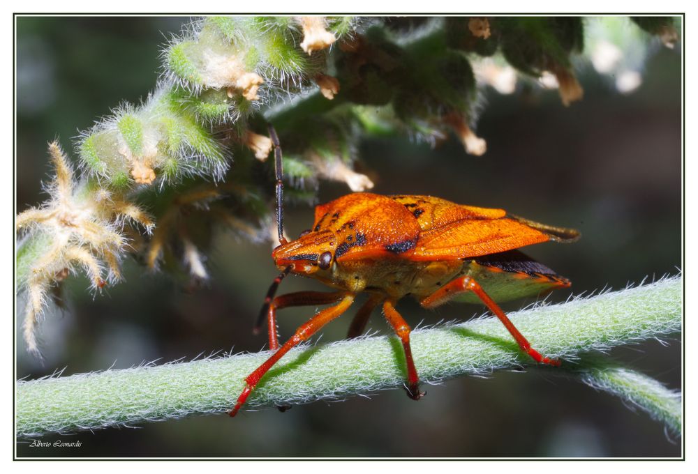 Carpocoris Kolenati, 1846