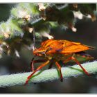 Carpocoris Kolenati, 1846