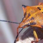 Carpocoris mediterraneus