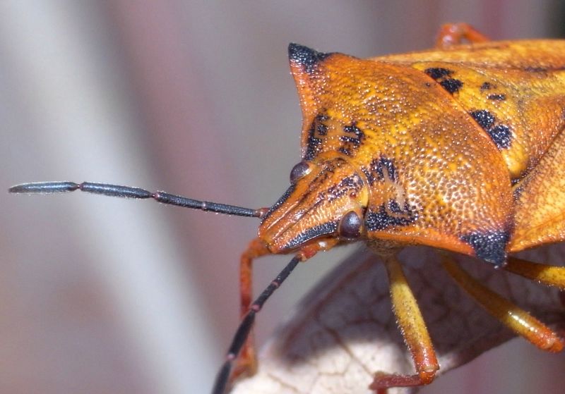 Carpocoris mediterraneus