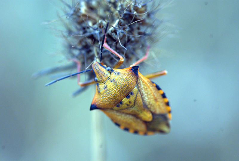 Carpocoris mediterraneus