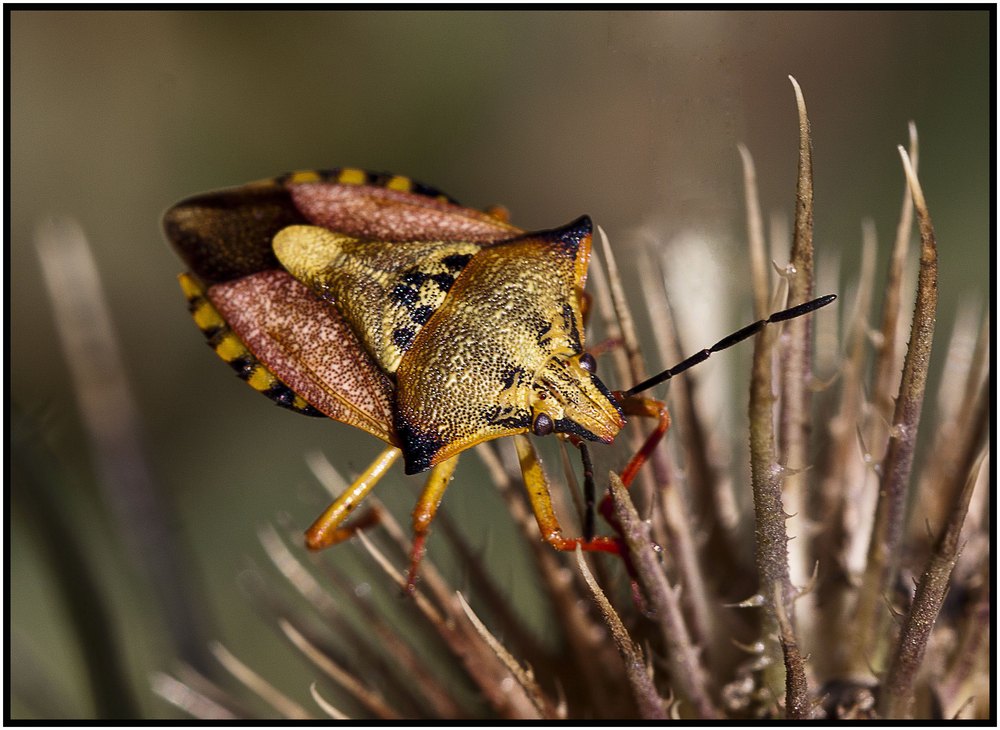 Carpocoris pudicus