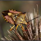 Carpocoris pudicus