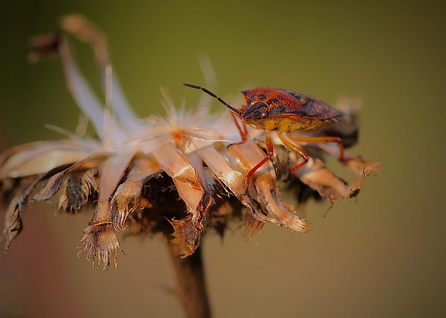 Carpocoris pudicus (?)