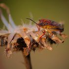 Carpocoris pudicus (?)