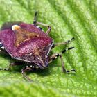 Carpocoris Pudicus