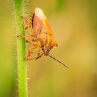 Carpocoris pudicus