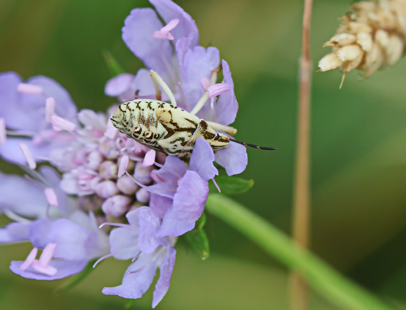 Carpocoris purpureipennis