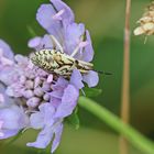 Carpocoris purpureipennis