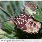 Carpocoris purpureipennis