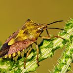 Carpocoris purpureipennis