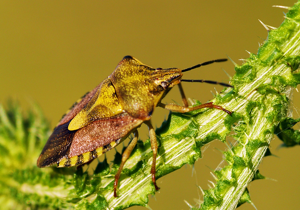 Carpocoris purpureipennis