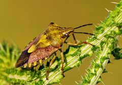 Carpocoris purpureipennis