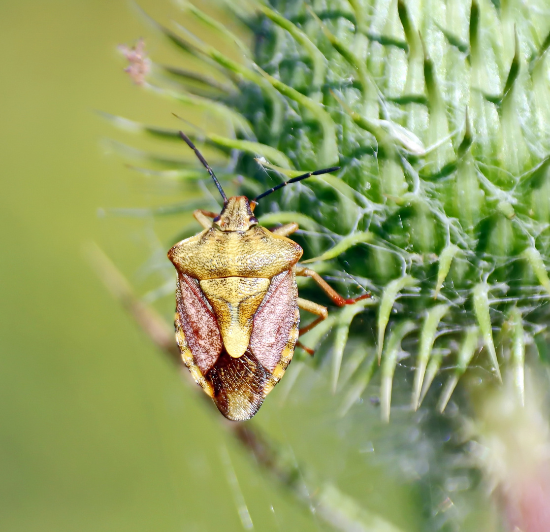 Carpocoris purpureipennis + 1 Bild