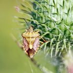 Carpocoris purpureipennis + 1 Bild