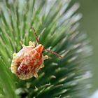 Carpocoris purpureipennis