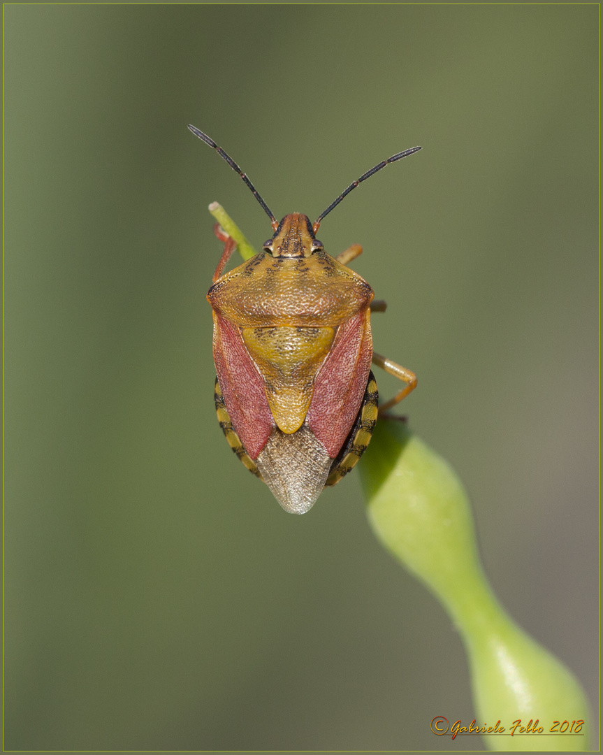 Carpocoris purpureipennis (De Geer, 1773)