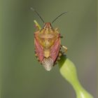 Carpocoris purpureipennis (De Geer, 1773)