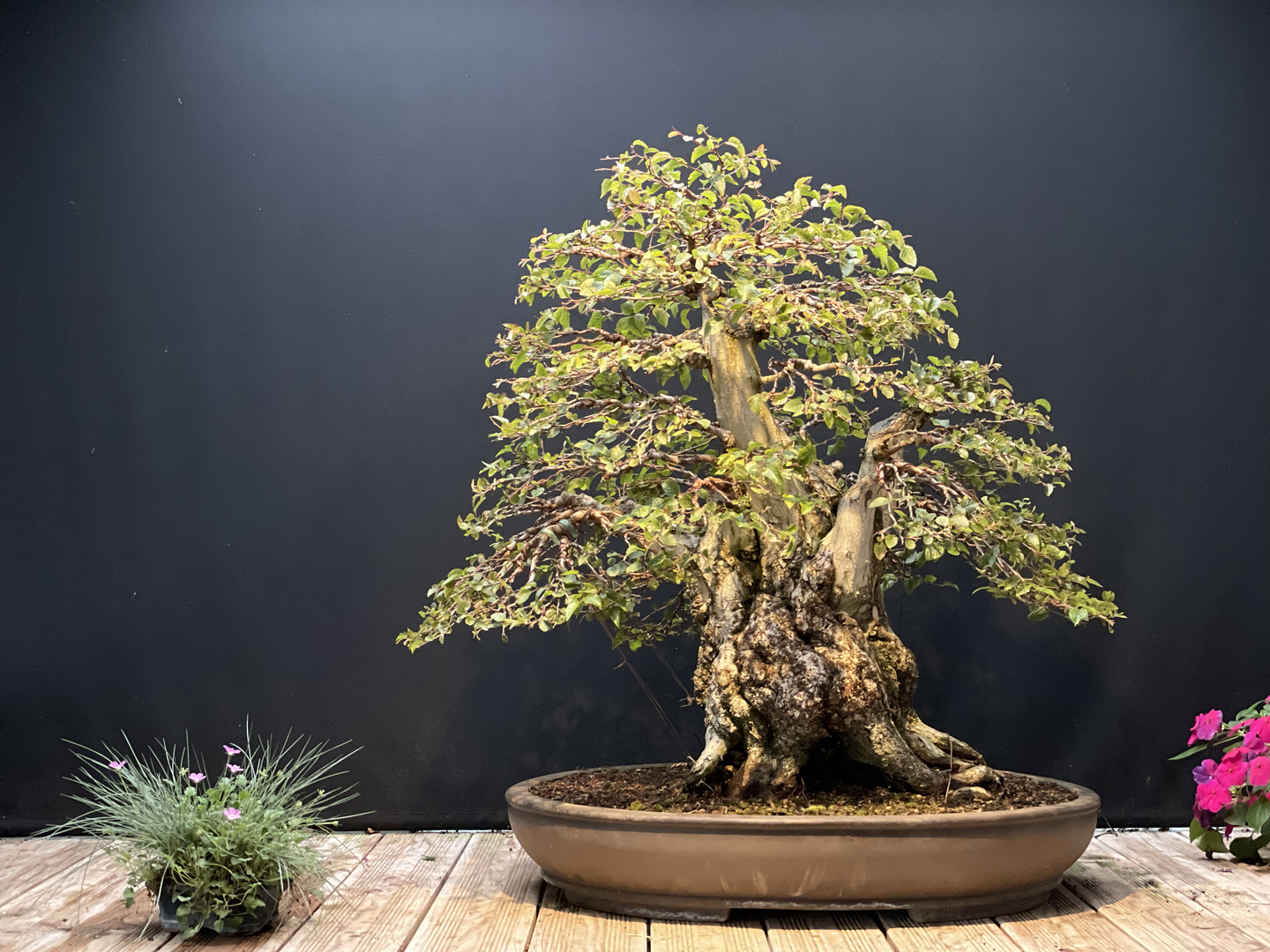 Carpunis Coreana - Bonsai