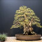 Carpunis Coreana - Bonsai