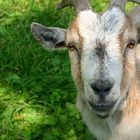 Carr Park Farm Goat