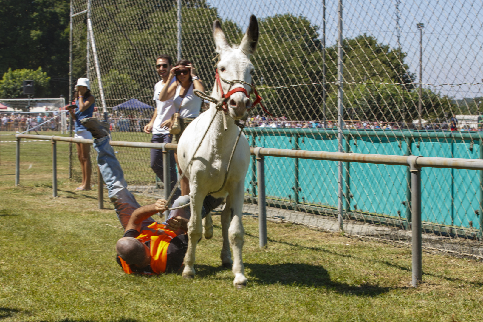 CARRERA DE BURROS O SAVIÑAO - GALICIA