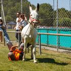 CARRERA DE BURROS O SAVIÑAO - GALICIA