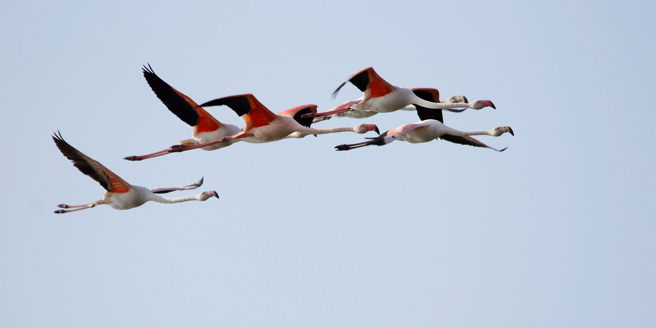 Carrera de flamencos