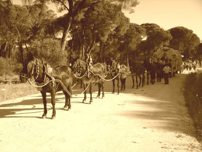 carreta en el Rocio