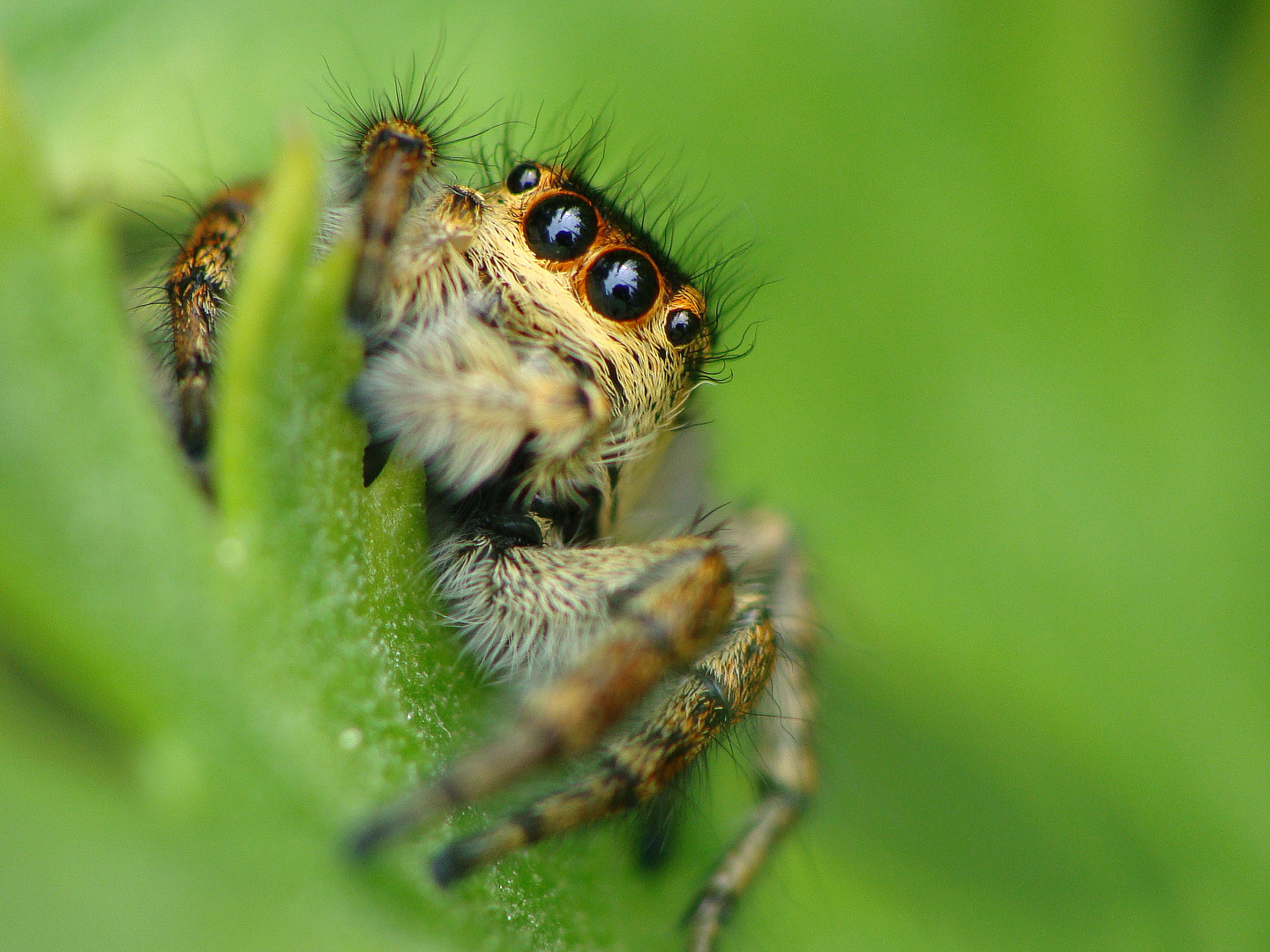 Carrhotus xanthogramma