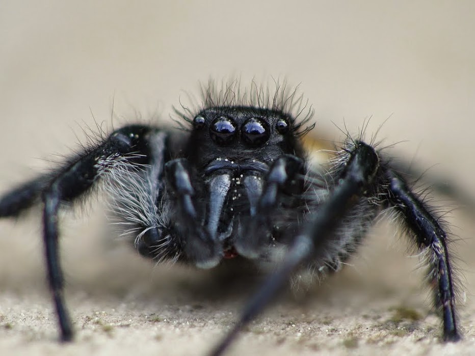 Carrhotus xanthogramma - Männchen