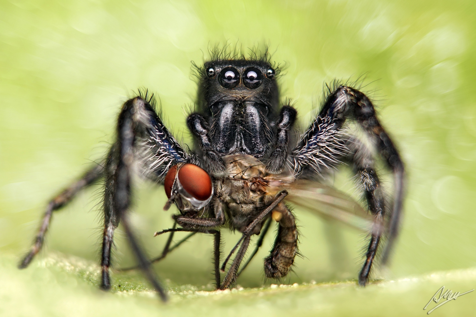 Carrhotus xanthogramma Männchen mit Beute