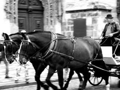 carriage horse