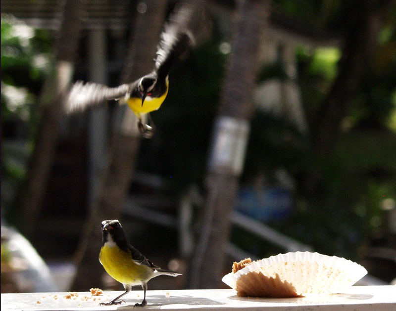 Carribean Birds