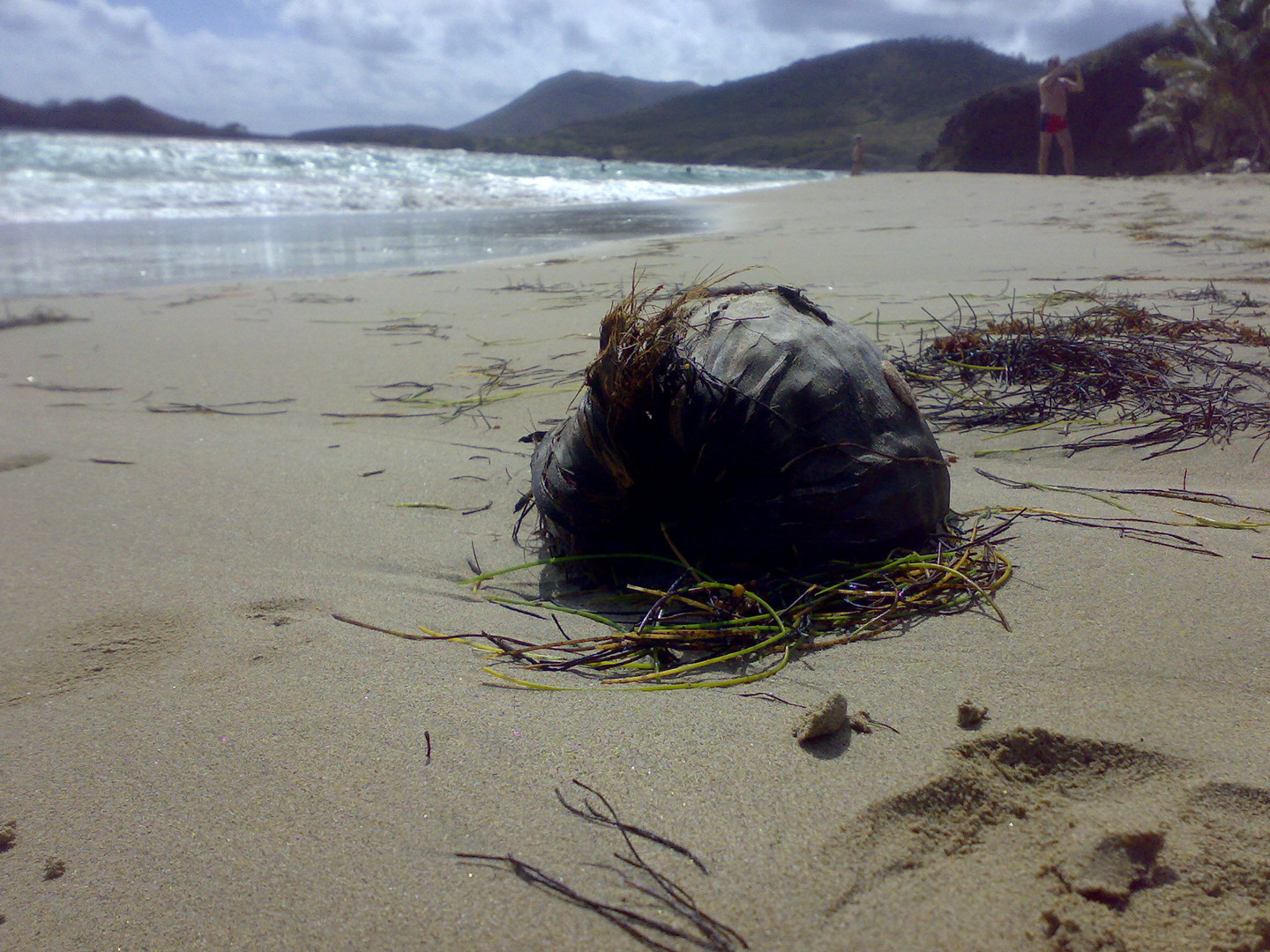 Carribean Coconut