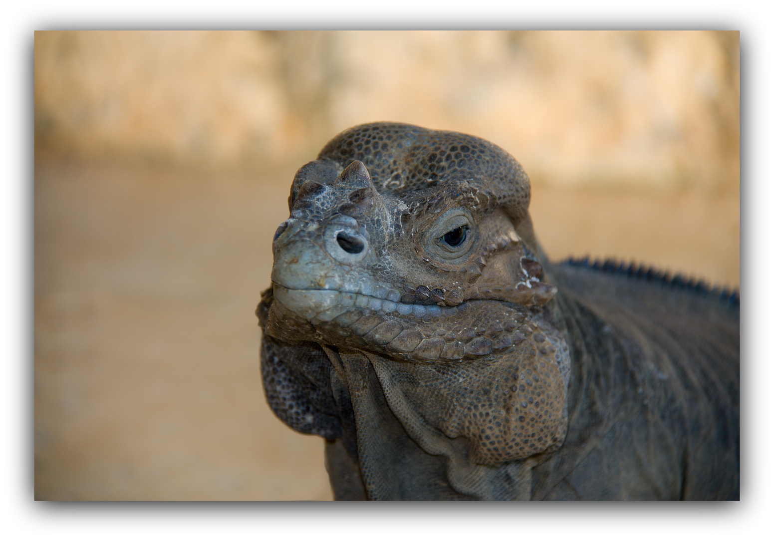 Carribean Iguana