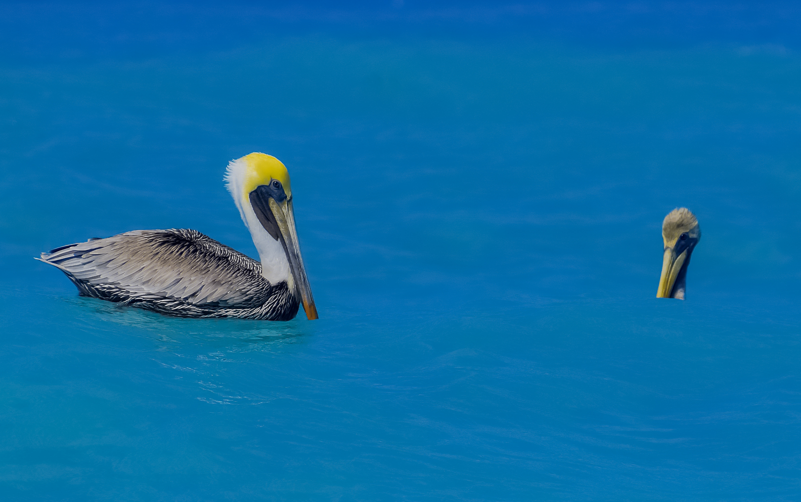 Carribeans Birds